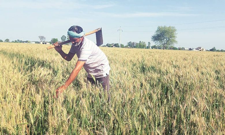 Sow higher during Rabi season; Plantation estimated at 65 lakh hectares till December
