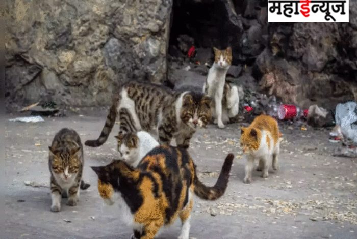 2000 rupees to sterilize 1 cat… 6 crore cost to reduce cat population in Mumbai?