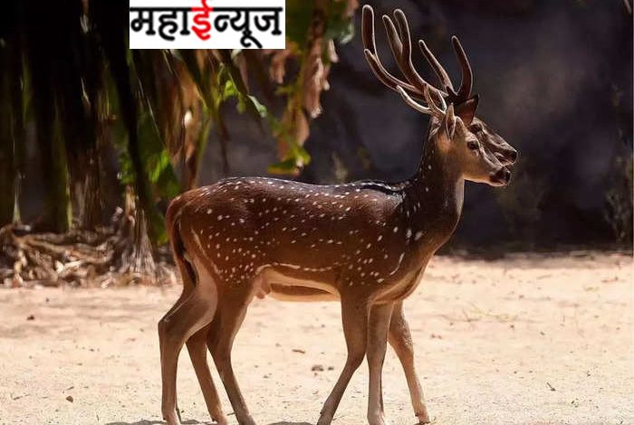12 deer jumped, from bridge, on Solapur highway, fearing traffic, injured deer died painfully,