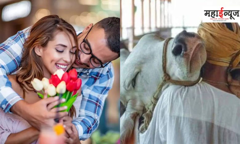 Central government instructions to celebrate 'Cow Hug Day' instead of 'Valentine's Day'