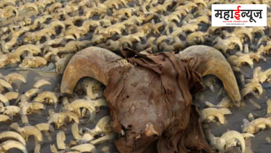 Egypt, Archaeologists, Found Sheep Mummies,