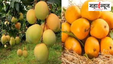 Amazing offer, Mango Buy Mango, Mango on EMI, Eat first, Pay later, Home and Car, Buy Mango on EMI,