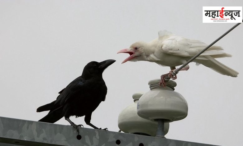A white crow found in Pune