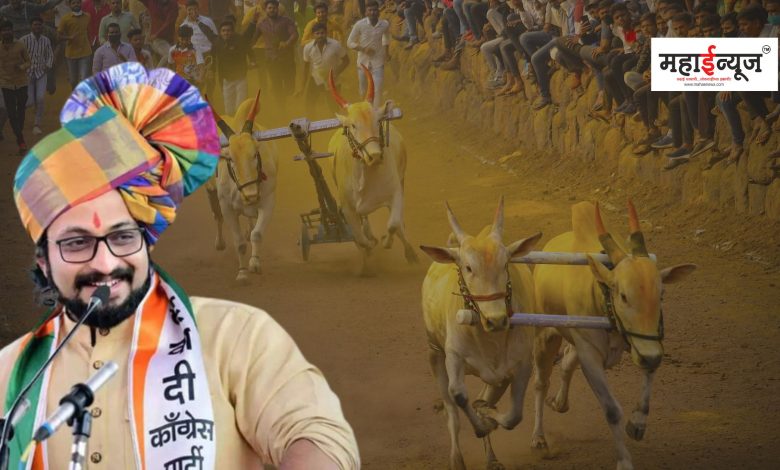 Amol Kolhe said that preparations have started to make a film on bullock cart race