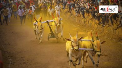 Supreme Court gave the final decision that there is no ban on bullock cart racing
