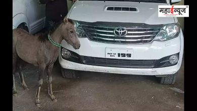 A mare brought from Fortuner