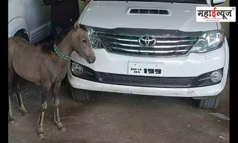 A mare brought from Fortuner
