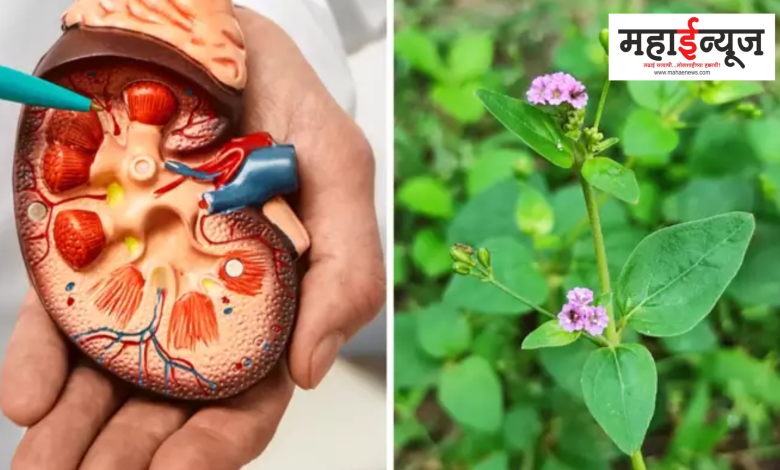 These 5 Herbs Will Save You From Kidney Failure, No Need For Dialysis,