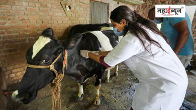 Maharashtra is the only state to vaccinate 1.5 crore livestock for free