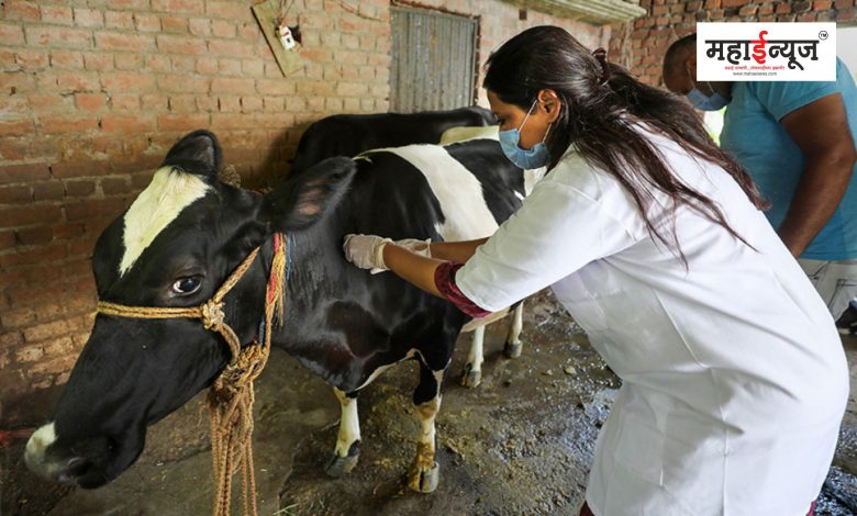 Maharashtra is the only state to vaccinate 1.5 crore livestock for free