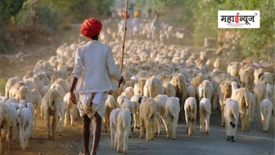 Ten thousand crore loan scheme proposed by the state government for sheep farming