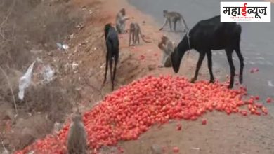 Streets, Thrown, Tomatoes, Prices Skyrocket, Maharashtra, Market Reality, Nashik, Pune, Marathi News,