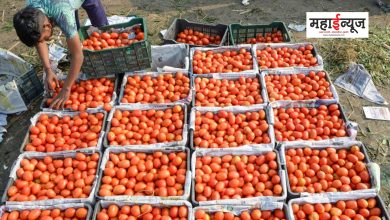 20 crates full of tomatoes stolen due to rising prices