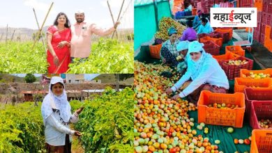A tomato farmer in Junnar became a millionaire