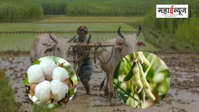 Cultivation of these crops during monsoon will be of great benefit