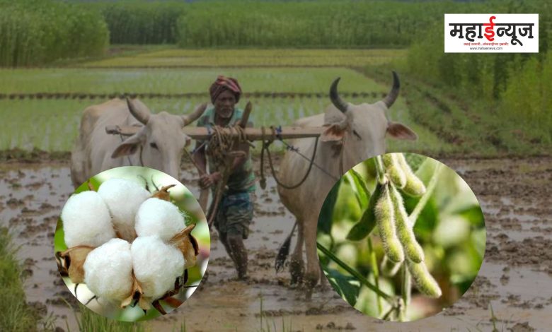 Cultivation of these crops during monsoon will be of great benefit
