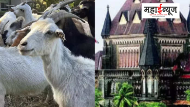 Seizure of 2100 goats and sheep, Bombay High Court, Excise Department, Order to take action,