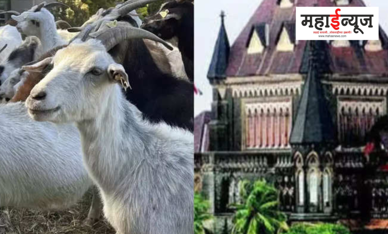 Seizure of 2100 goats and sheep, Bombay High Court, Excise Department, Order to take action,