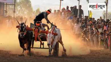 Bullock cart race banned in seven talukas of Pune district