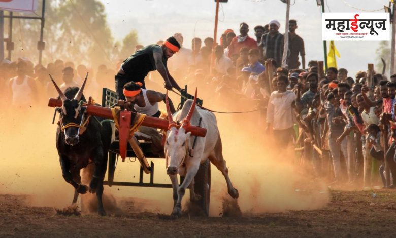 Bullock cart race banned in seven talukas of Pune district