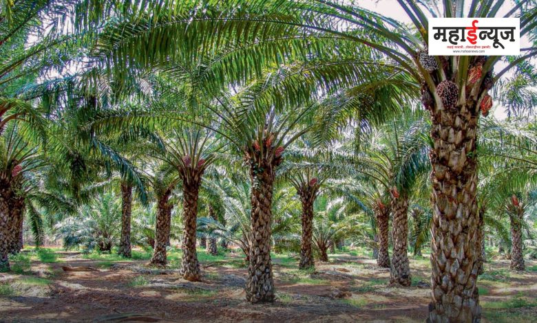 Palm oil plantation campaign was implemented in 49 districts of 11 states