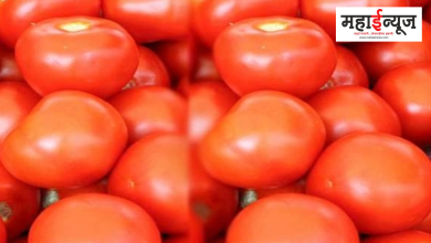 Tomato, big drop in price, Karnataka, Tomato, Rs 20 per kg,