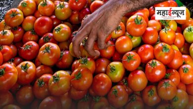 In view of the increasing price of tomatoes, the government will import tomatoes from Nepal