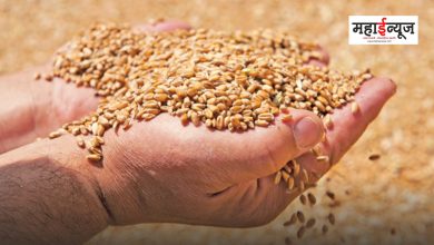 43 percent increase in wheat purchase from 2014 to now