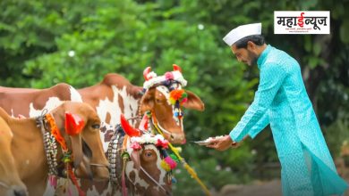Why is the bullock festival celebrated? What is the significance of this festival?