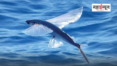 Have you ever seen this fish fly like a bird?
