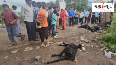 3 goats died due to electric shock in Pimple Saudagar