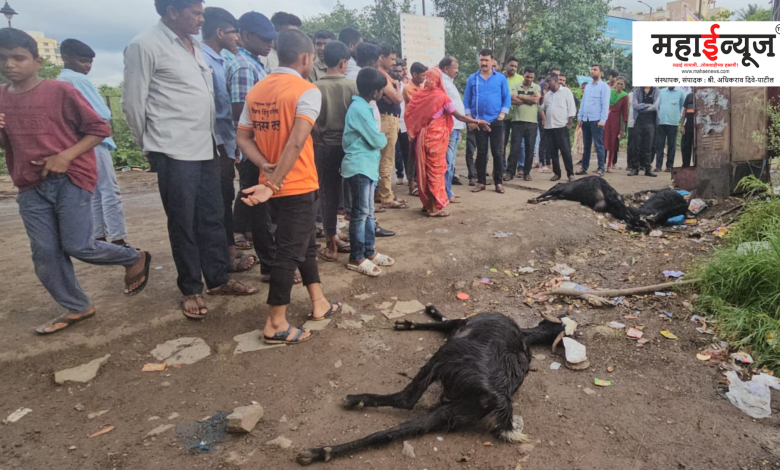 3 goats died due to electric shock in Pimple Saudagar
