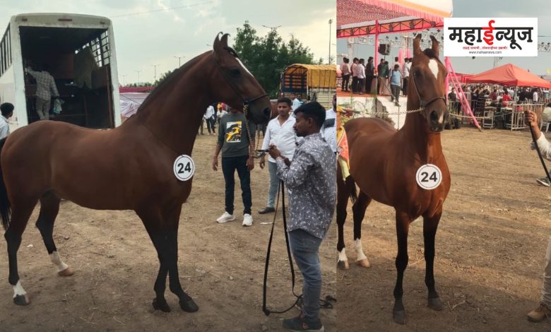 Wow... a horse worth seven crores; Animal lovers flock to see!