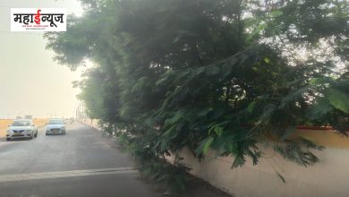 Obstruction of tree branches to motorists: Situation in Nashik Phata