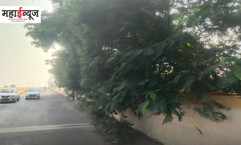 Obstruction of tree branches to motorists: Situation in Nashik Phata