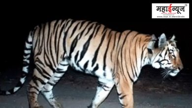 No one was attacked, no one saw, how did this tiger reach Odisha from Maharashtra after traveling 2000 km through 4 states on foot?