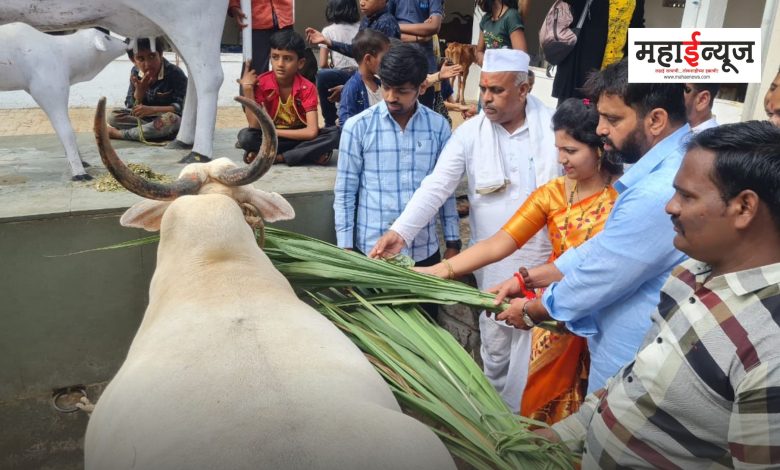 Fodder distribution to 2500 cows on the occasion of MLA Mahesh Landge's birthday