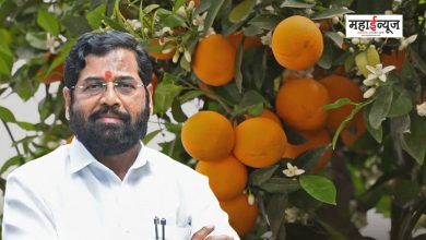 Approval to set up 8 modern orange processing centers in Maharashtra