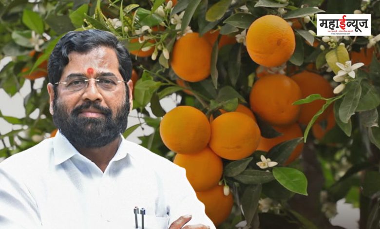 Approval to set up 8 modern orange processing centers in Maharashtra