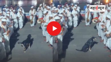 On the banks of the Indrayani, a pretty dog ​​danced in bhajan with barks