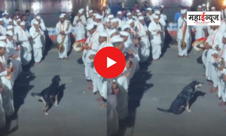 On the banks of the Indrayani, a pretty dog ​​danced in bhajan with barks