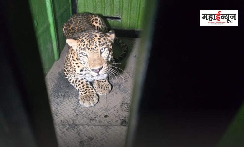A leopard that escaped from Katraj Zoological Museum is finally jailed