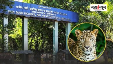 A leopard escaped from the Rajiv Gandhi Zoological Museum