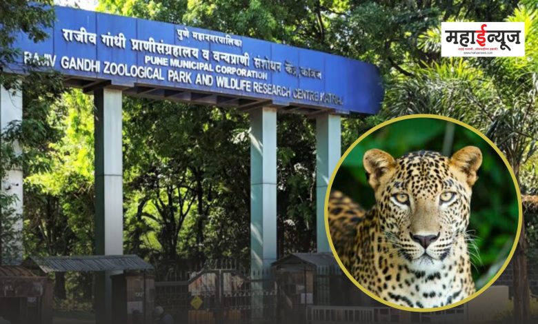 A leopard escaped from the Rajiv Gandhi Zoological Museum