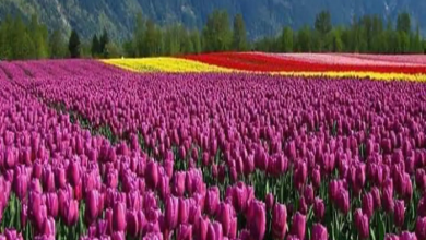 Experience Paradise in Asia! Tulip Garden is open for tourists
