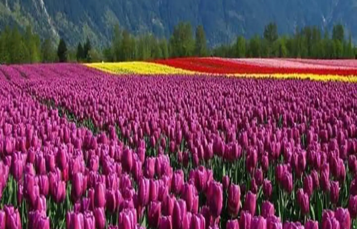 Experience Paradise in Asia! Tulip Garden is open for tourists