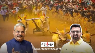 Shirur Lok Sabha Election: Ban on bullock cart race lifted-legislated; So let's support Mahayuti..!