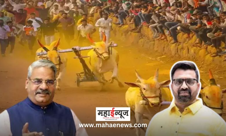 Shirur Lok Sabha Election: Ban on bullock cart race lifted-legislated; So let's support Mahayuti..!