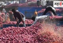 Good News: Government's decision to lift ban on onion export