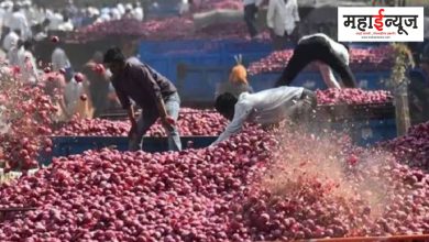 Good News: Government's decision to lift ban on onion export